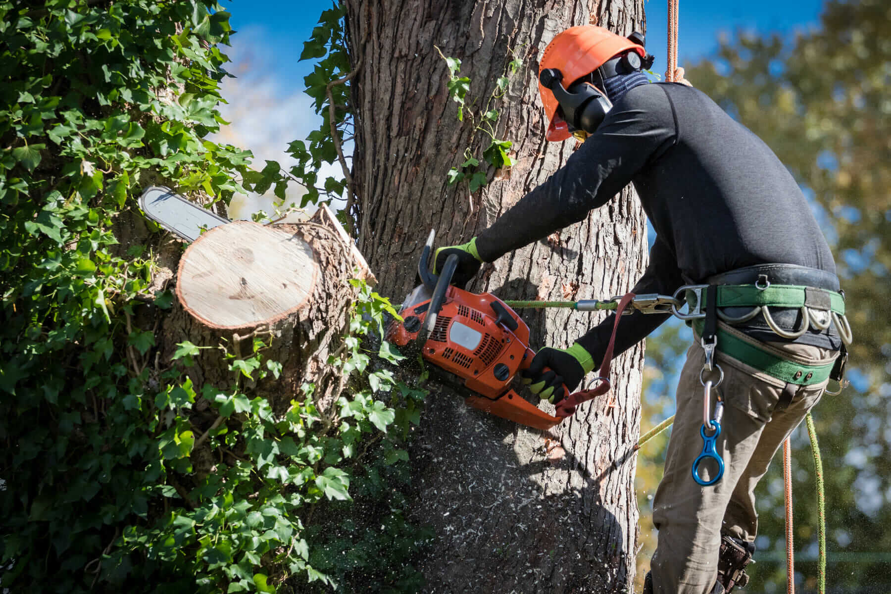 How to Find Reliable Tree Pruning Services Near Me