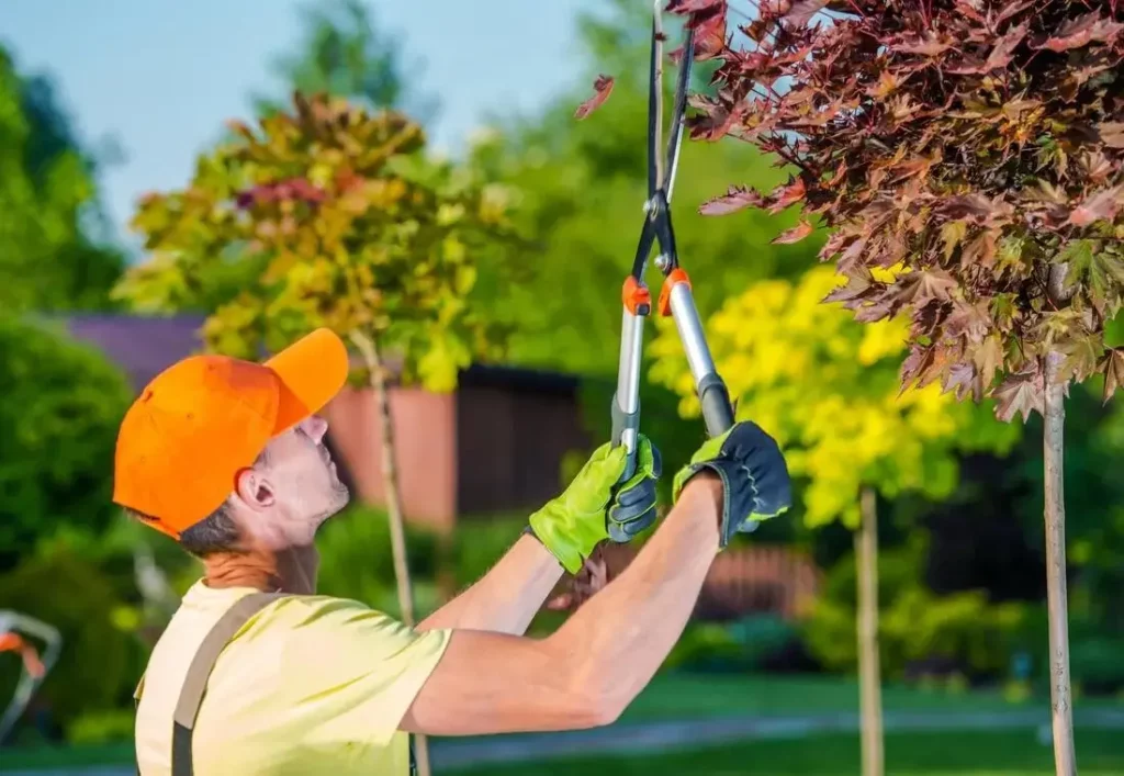 Tree Pruning Services 