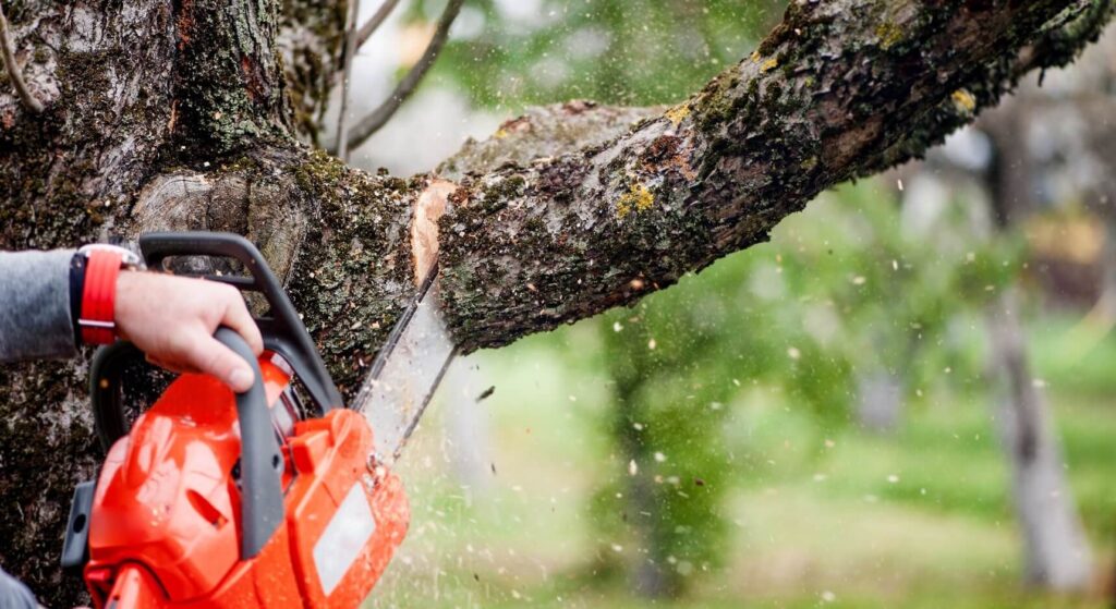 Tree Pruning