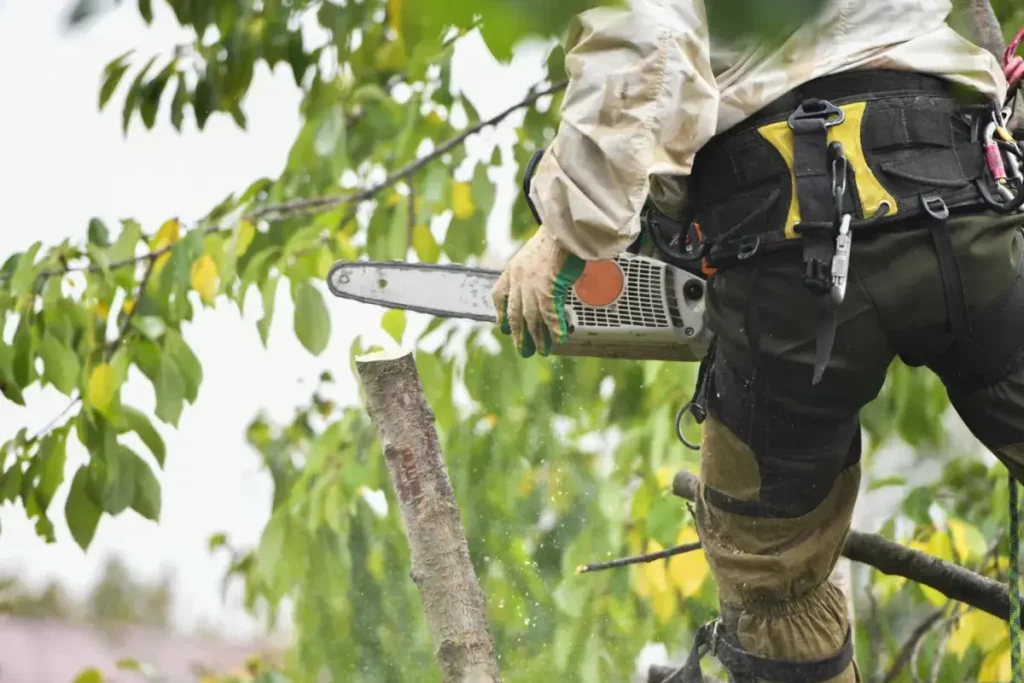 Tree Pruning Services 