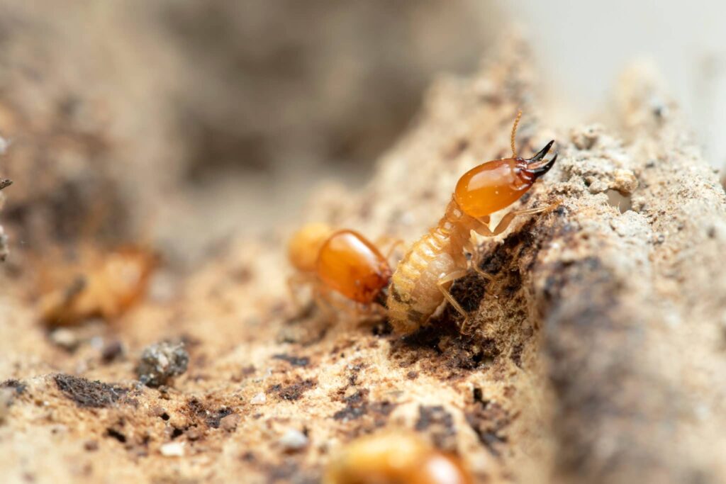 The Role of a Termite Specialist Sydney in Safeguarding Your Property