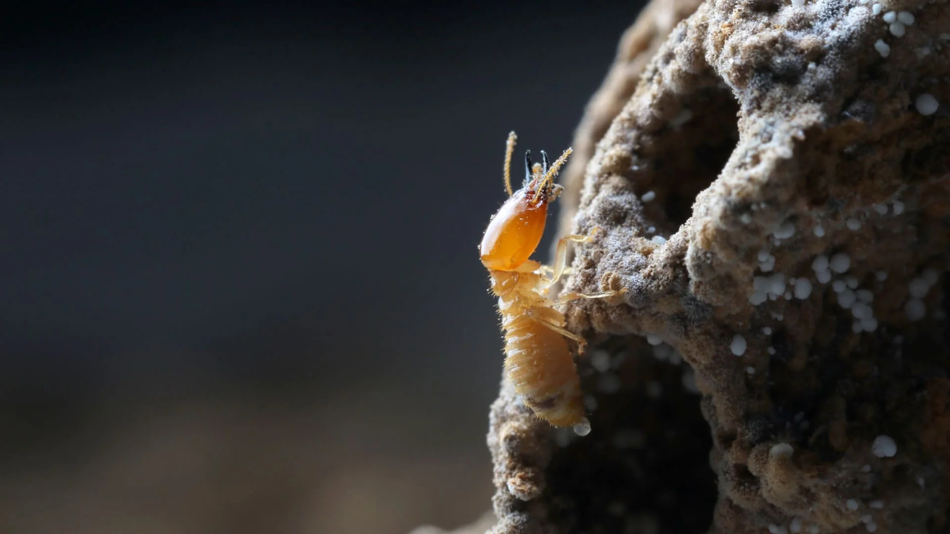 Understanding Termite Protection Sydney: Preventing Costly Damage
