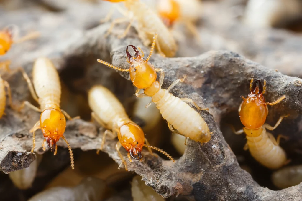 Understanding Termite Protection Sydney: Preventing Costly Damage