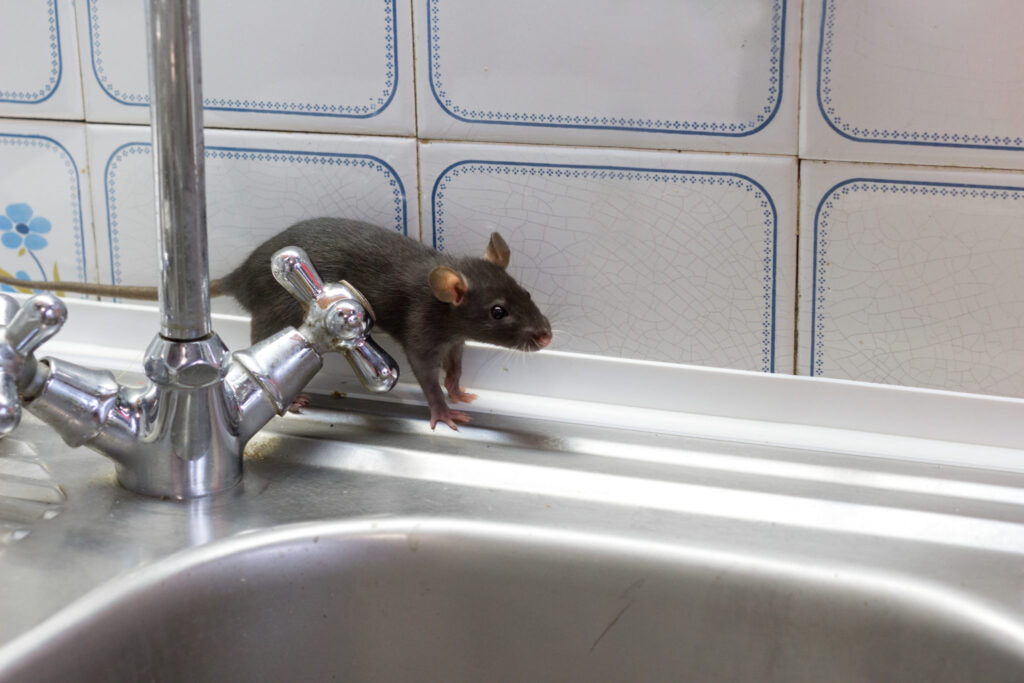 How to Find the Best Rodent Control in Sydney for Lasting Results