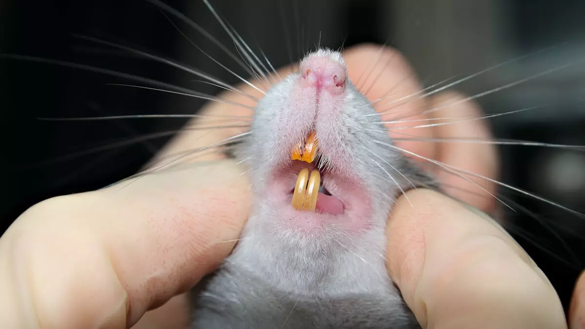 Rat Exterminator Sydney: What to Expect and How It Works