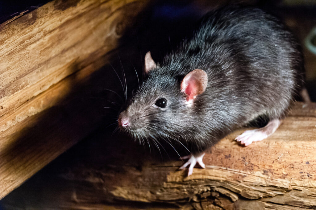 Rat Exterminator Sydney: What to Expect and How It Works