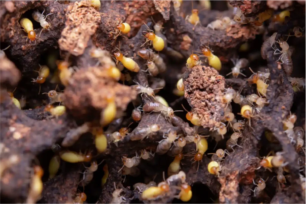 pest control termite