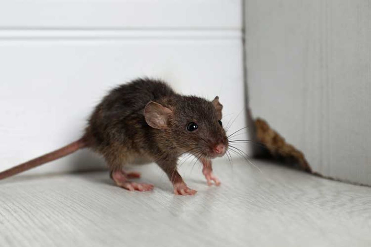 How Fast Does Mouse Removal Sydney Treatment Take Effect?