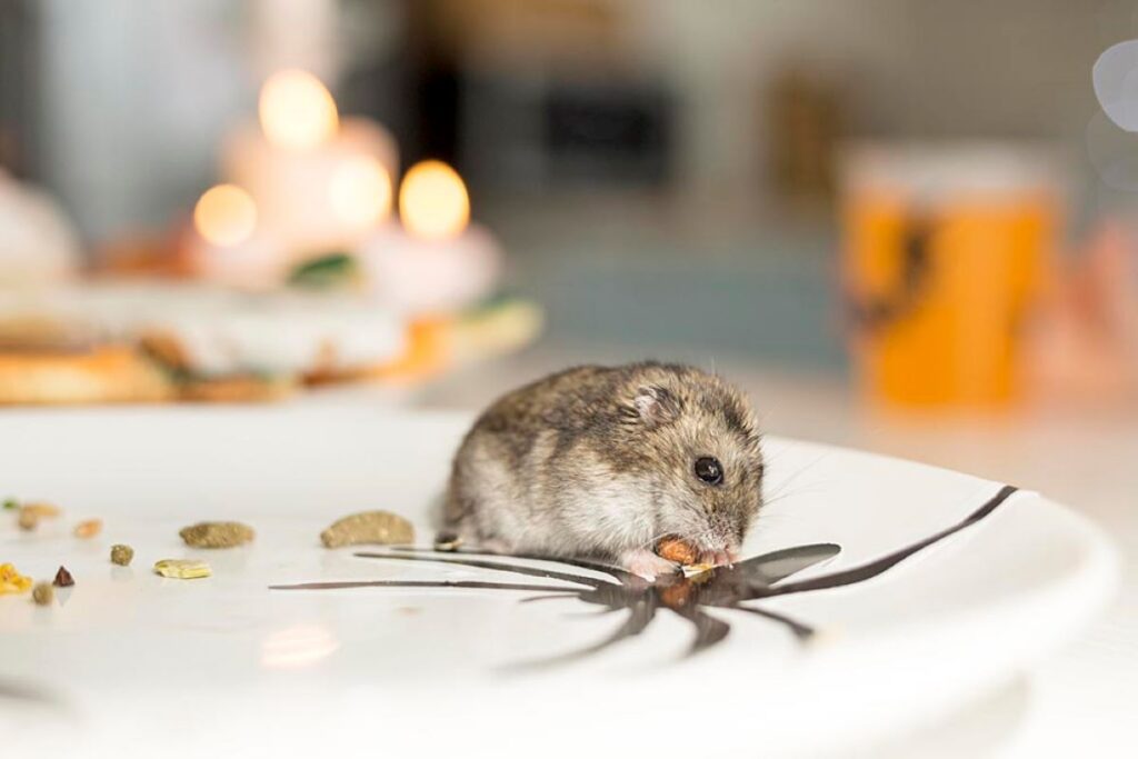 sydney rodent control
