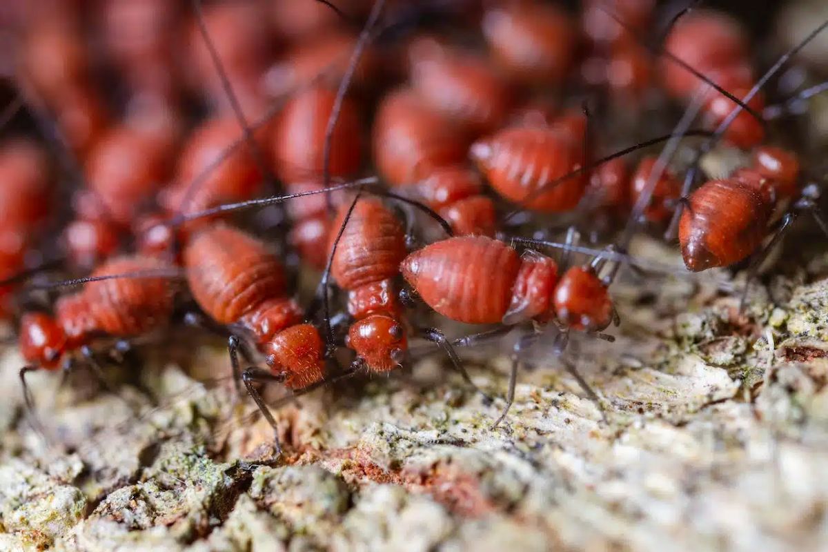 How Pest Control Termite Programs Differ From General Treatments