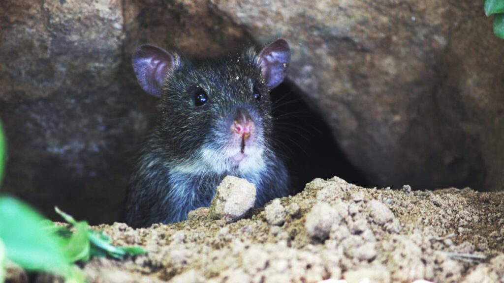 sydney mouse removal