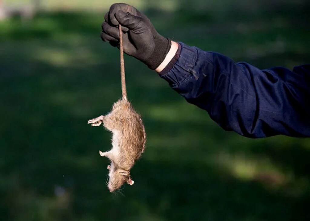 sydney rodent control