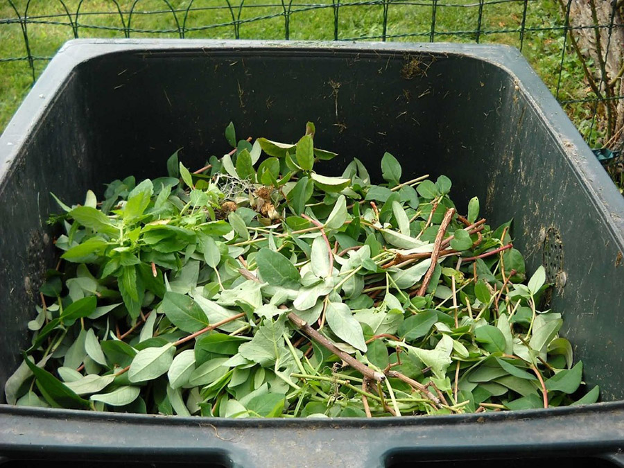 How Often Should You Book a Green Waste Removal Service?